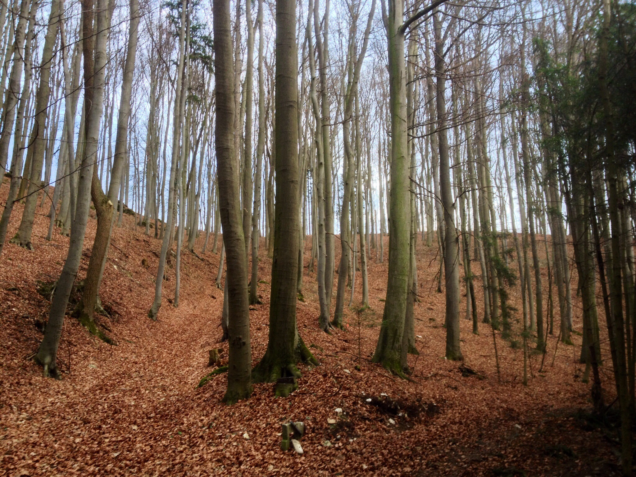 Bavarian forest